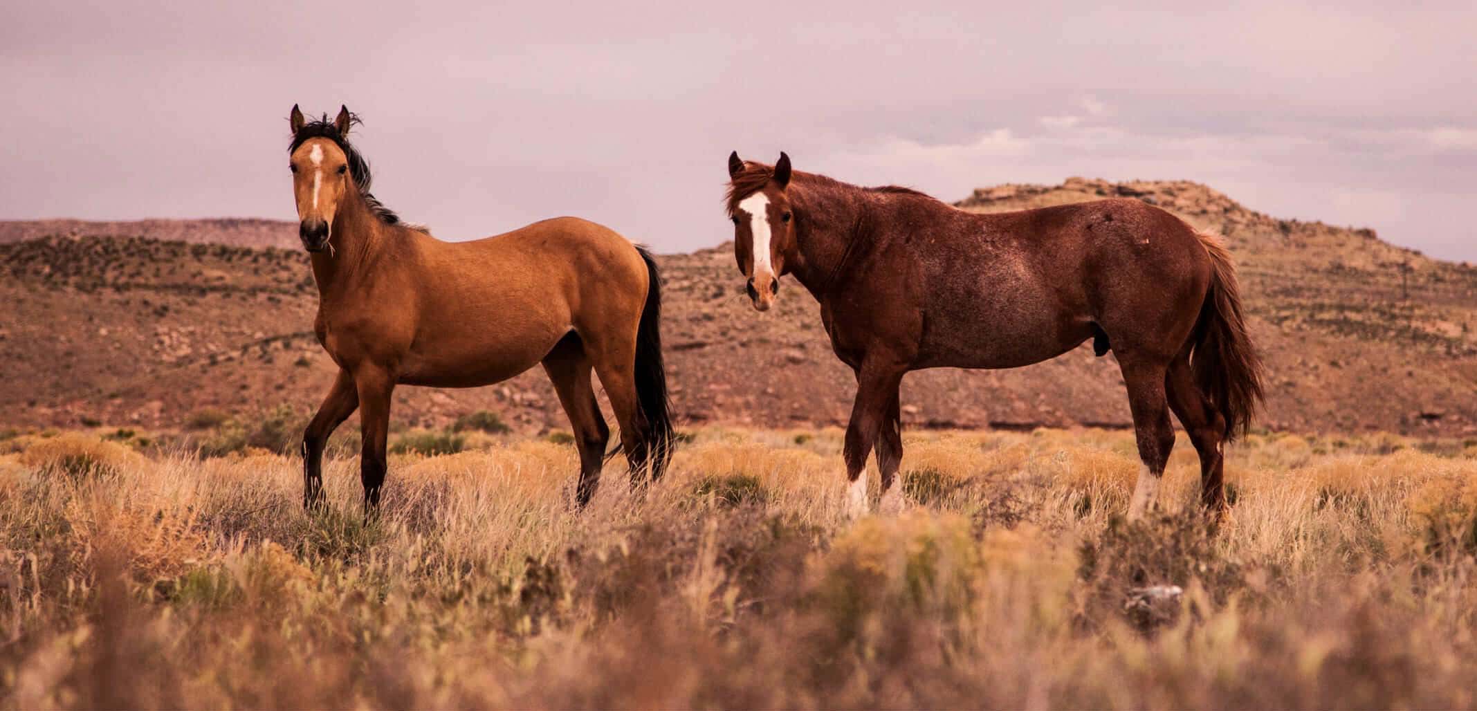 horseridings10