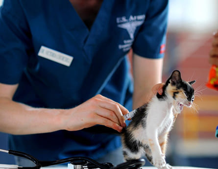 3 Ways to Naturally Reduce Hairballs