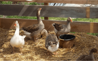 Vestibulum Nisl Felis