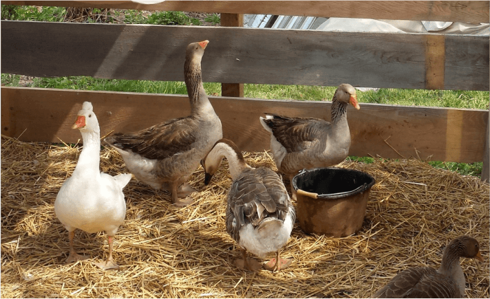 Vestibulum Nisl Felis