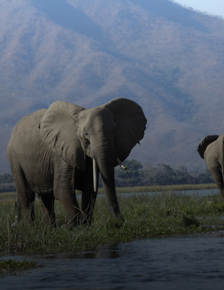 Nunc Volutpat Venenatis!