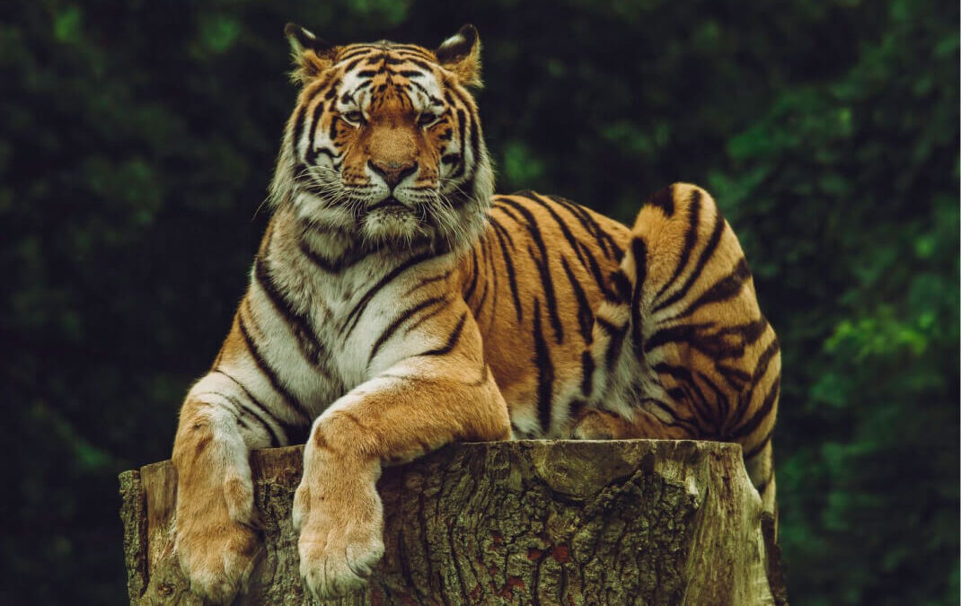 Vestibulum Nisl Felis